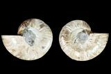 Agate Replaced Ammonite Fossil - Madagascar #145911-1